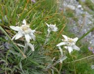 Stelle alpine