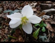 Helleborus Niger
