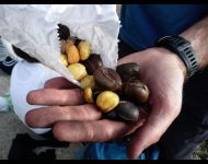 14 castagne piemontesi belle e buone
